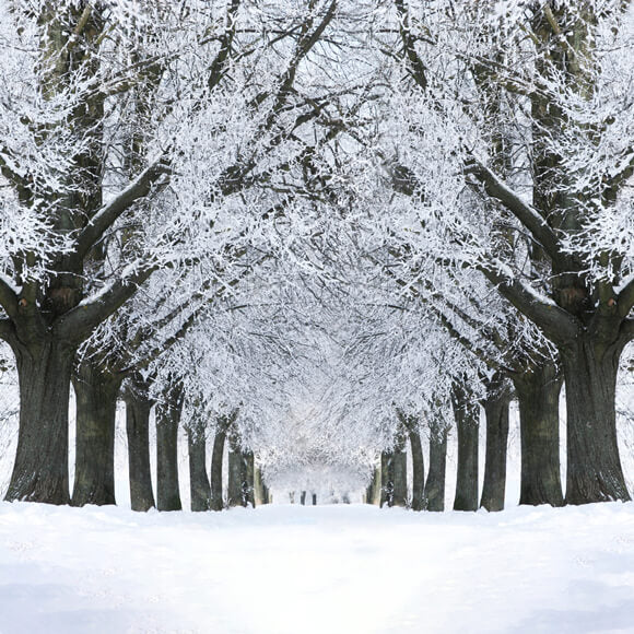 Hiver Route enneigée Arbres gelés Toile de fond M11-17
