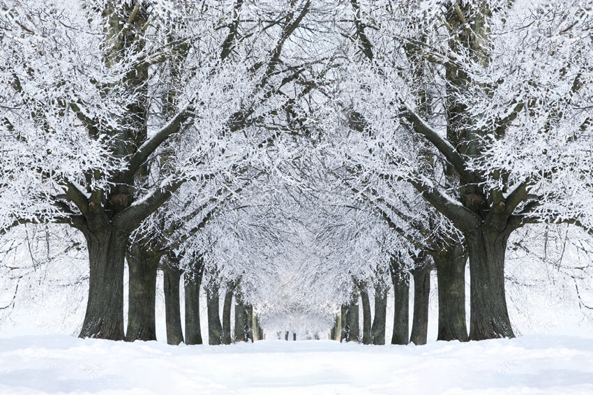 Hiver Route enneigée Arbres gelés Toile de fond M11-17