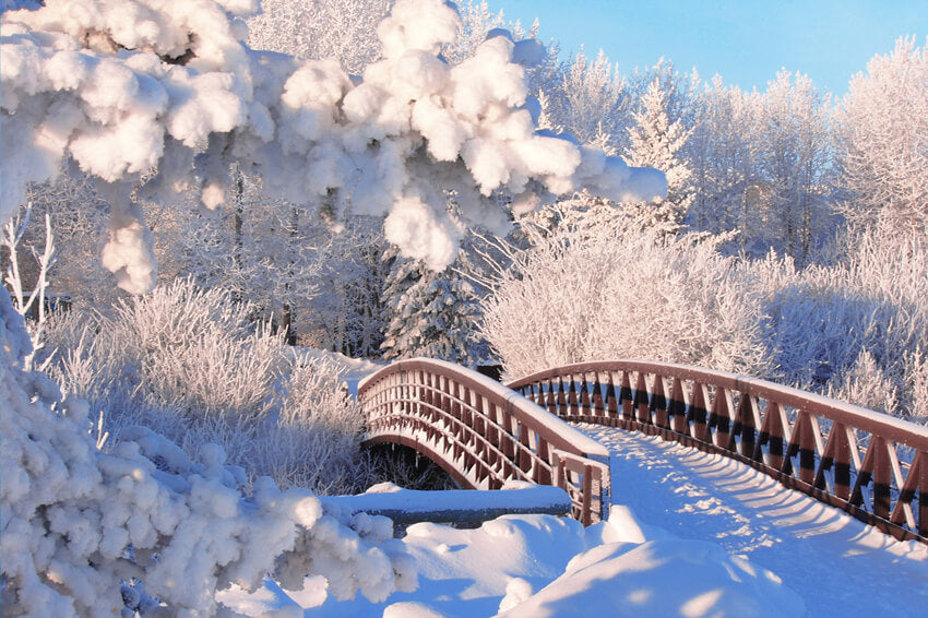 Neige d'hiver Forêt de pins Pont Toile de fond M11-18