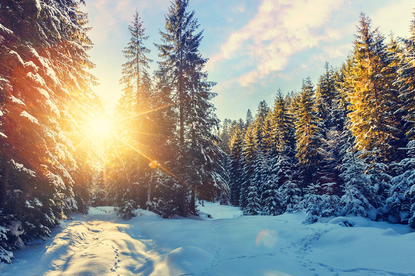 Forêt d'hiver Neige Soleil Scénario Toile de fond M11-63