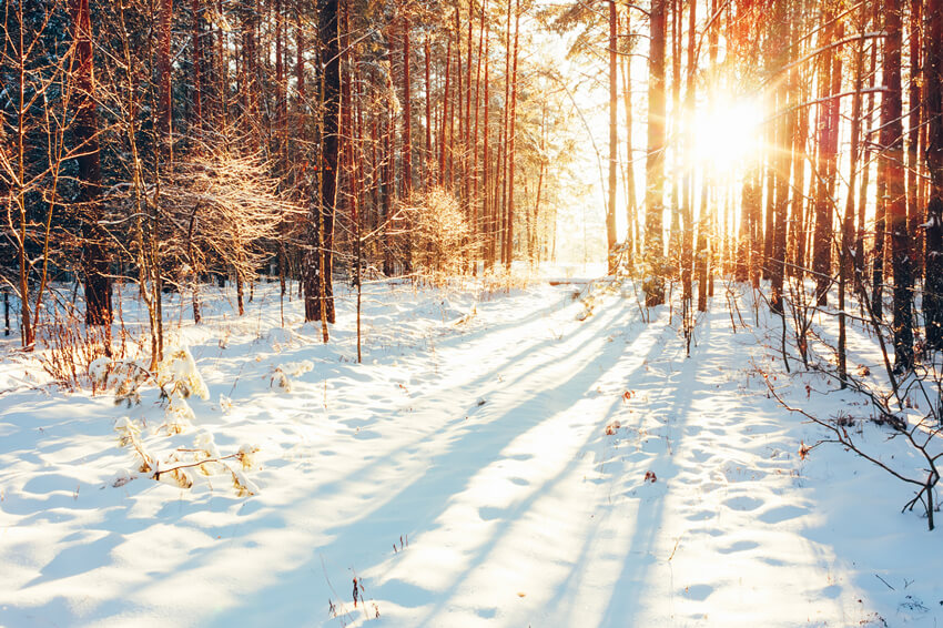 Hiver Chemin forestier Lumière du soleil Neige Toile de fond M11-64