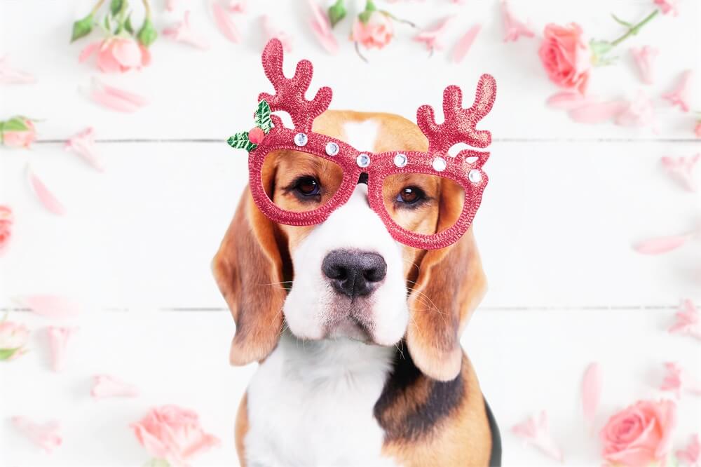 Valentine Roses Pétales éparses Sol blanc Toile de fond romantique M12-10