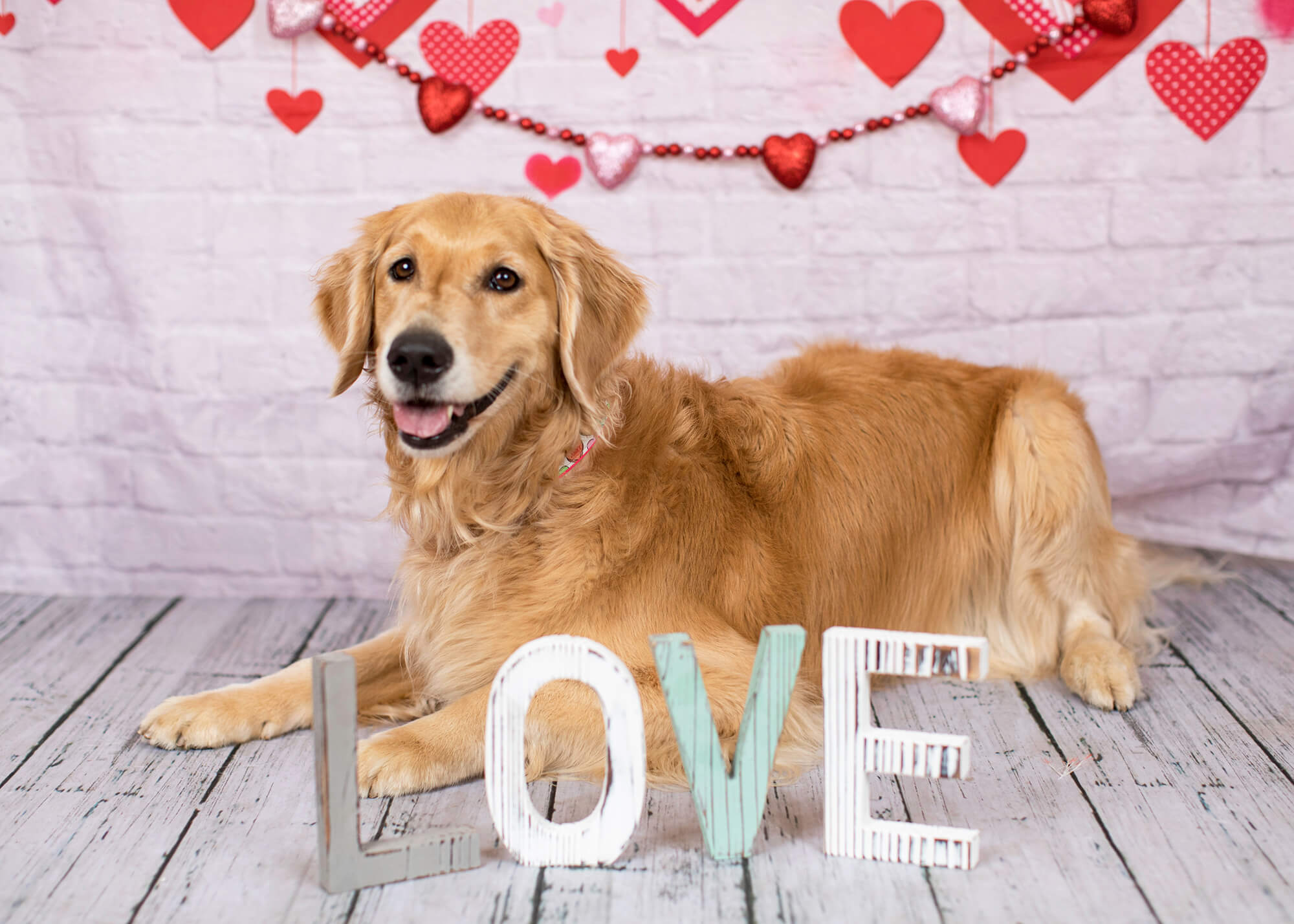 St Valentin Coeur rouge Décoration mur de briques blanches Toile de fond M12-13