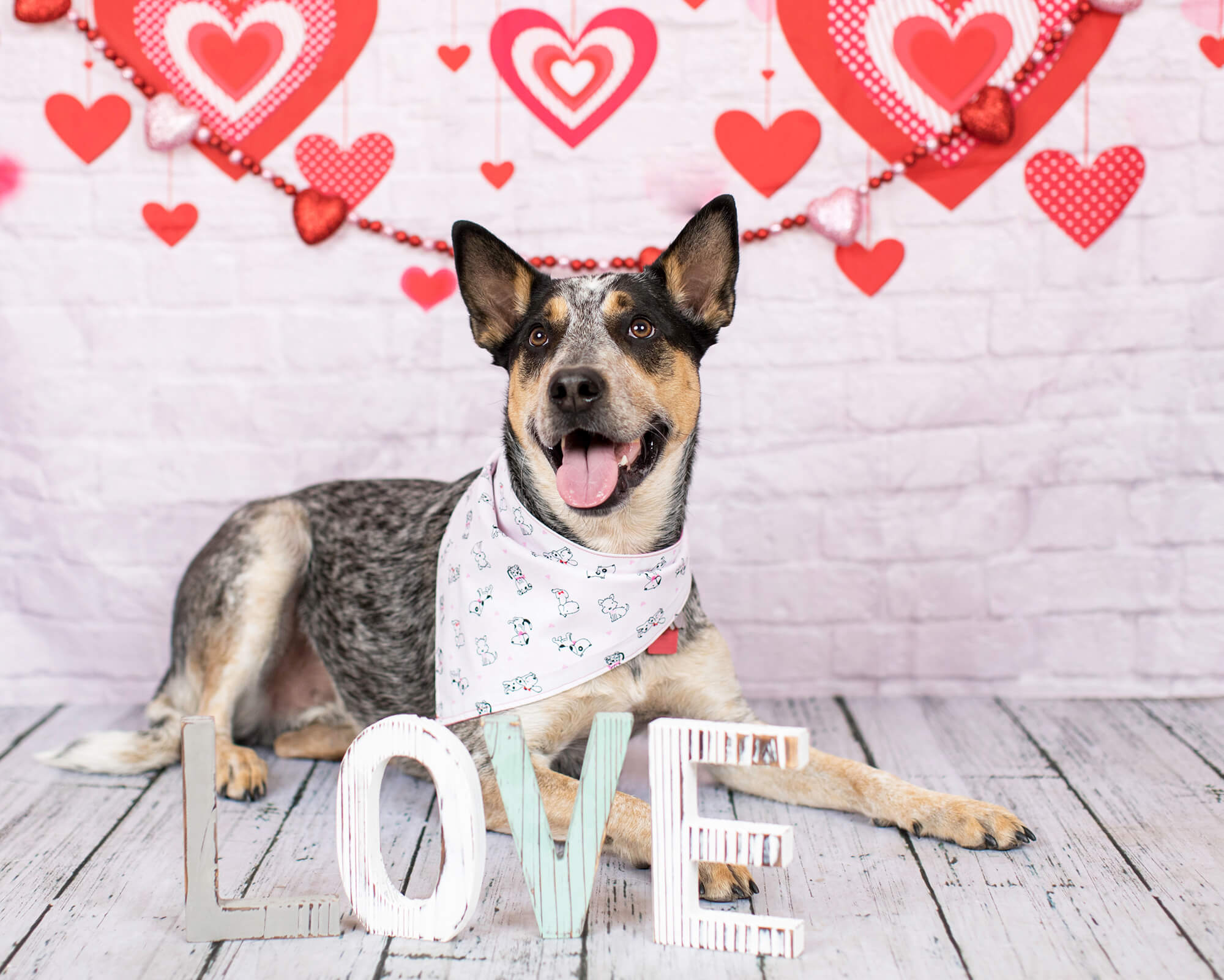 St Valentin Coeur rouge Décoration mur de briques blanches Toile de fond M12-13