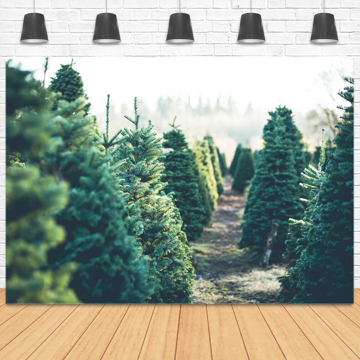 Toile de fond sapin forêt matin coucher de soleil M2-15