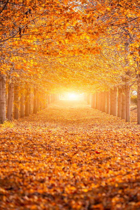 Automne Forêt Soleil Érables Toile de Fond M6-104