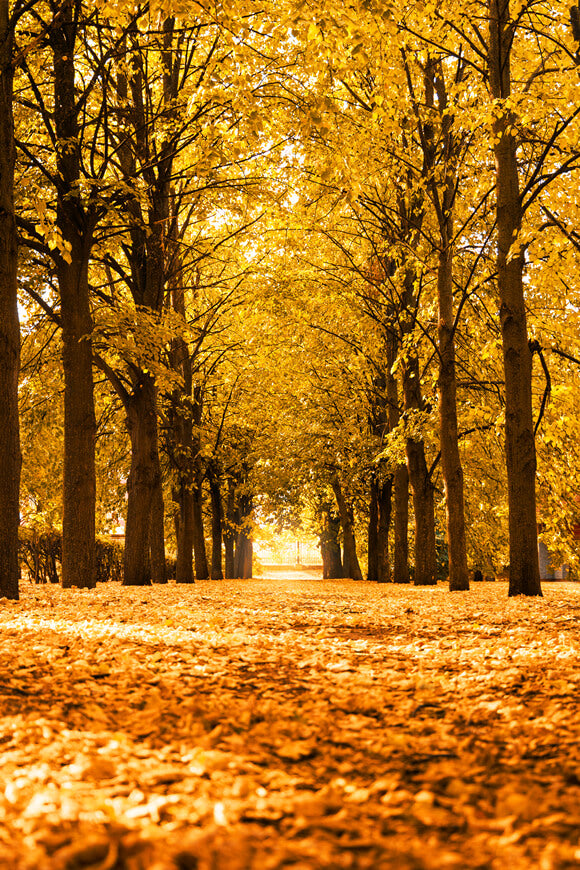 Paysage D'automne Allée Arbres Lumière du Soleil Toile de Fond M6-105