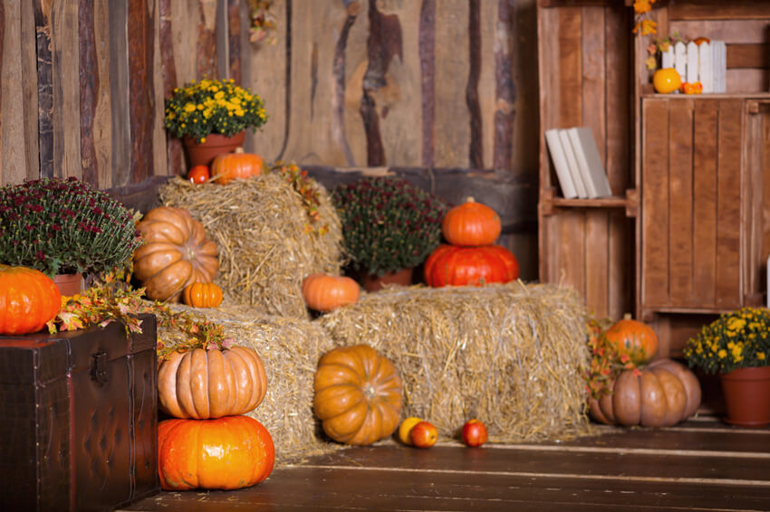 Automne Grange Citrouille Paille Thanksgiving Toile de Fond M6-47