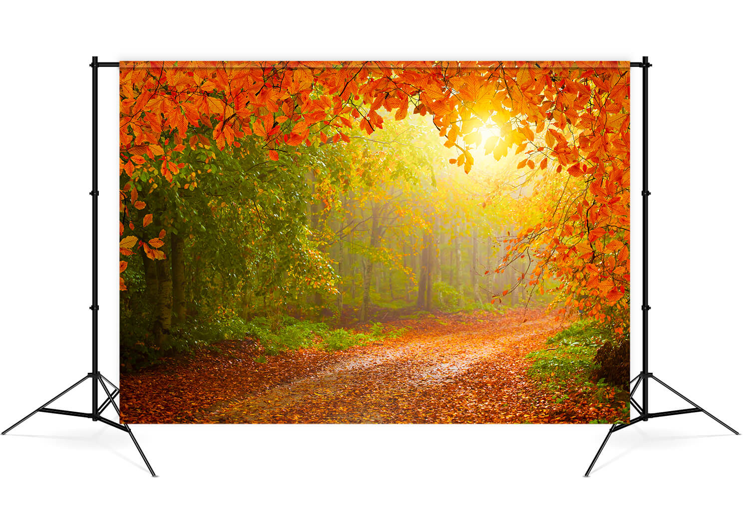 Toile de Fond Forêt d'Automne Feuilles d'Erable Scénario M8-28