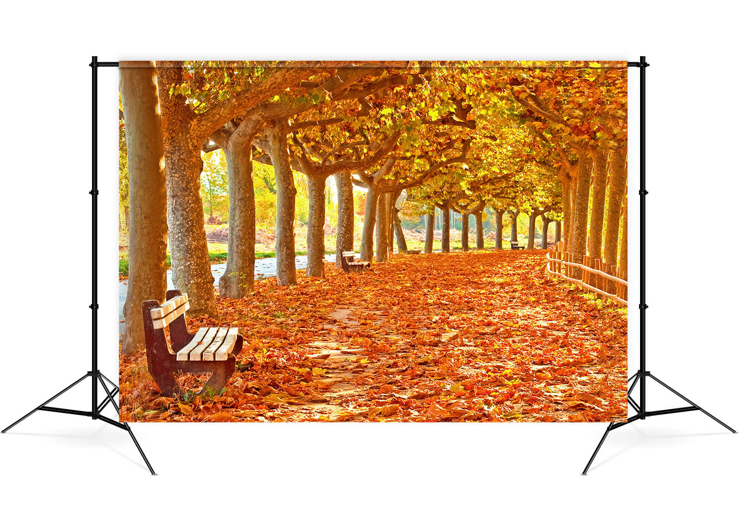 Toile de Fond Feuilles d'Erable d'Automne Chemin pour photo M8-29