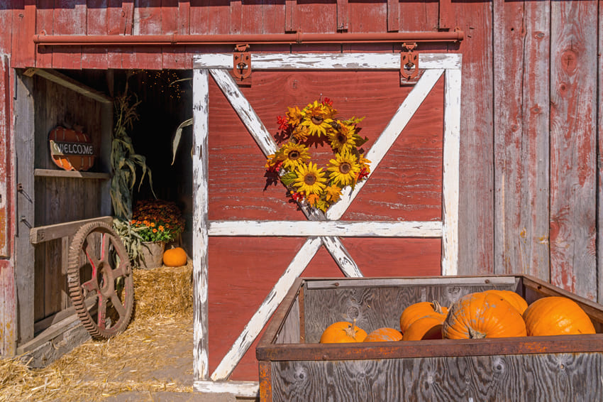 Toile de Fond Rouge pour la Récolte de Citrouilles à l'Occasion de Thanksgiving M8-51