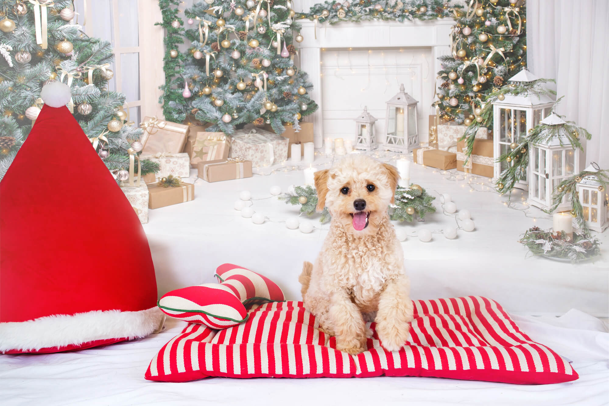 Toile de fond pour Décoration sur la Fête de Noël M8-71