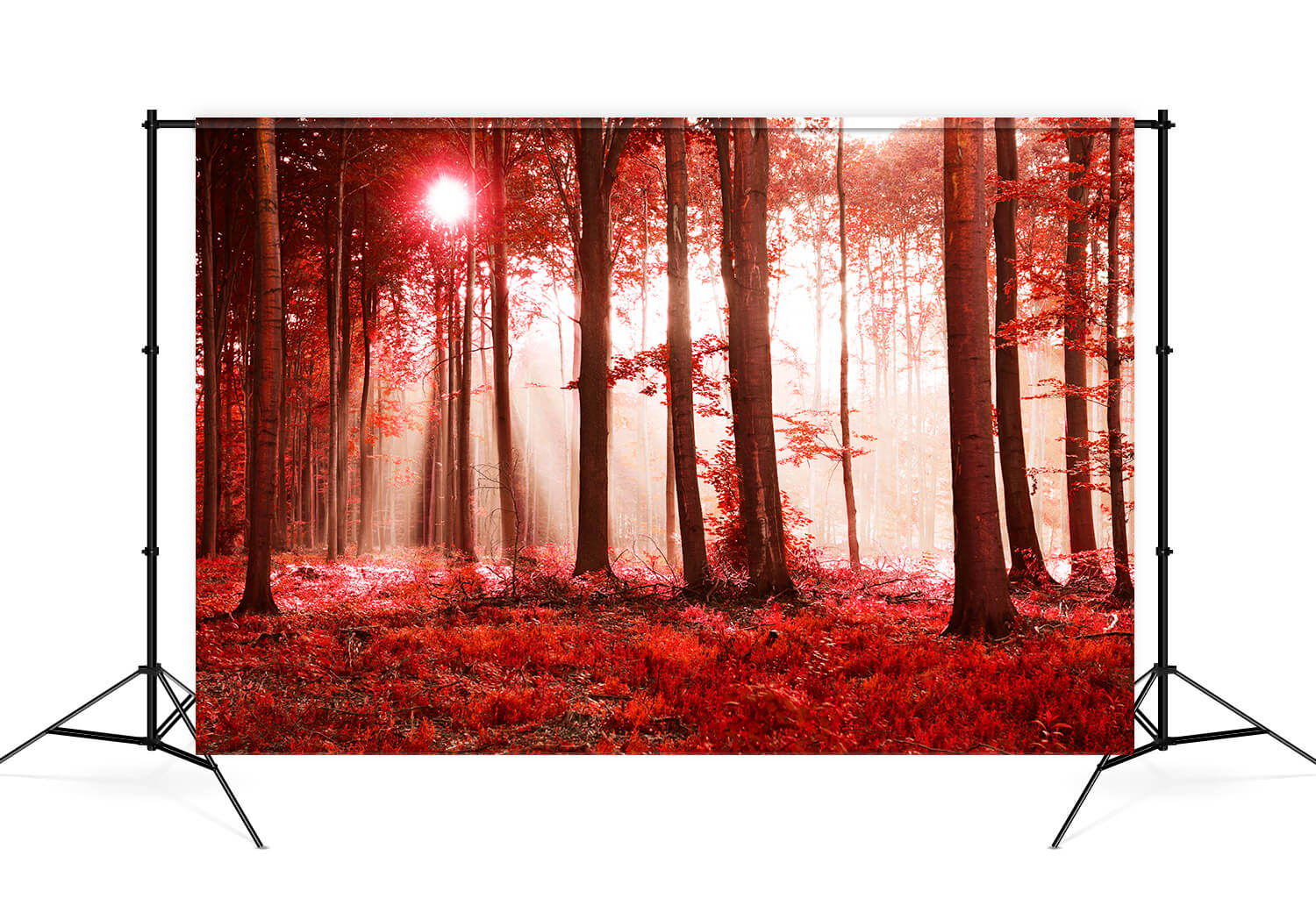 Toile de fond pour paysage d'automne avec forêt d'érables ensoleillée M9-33