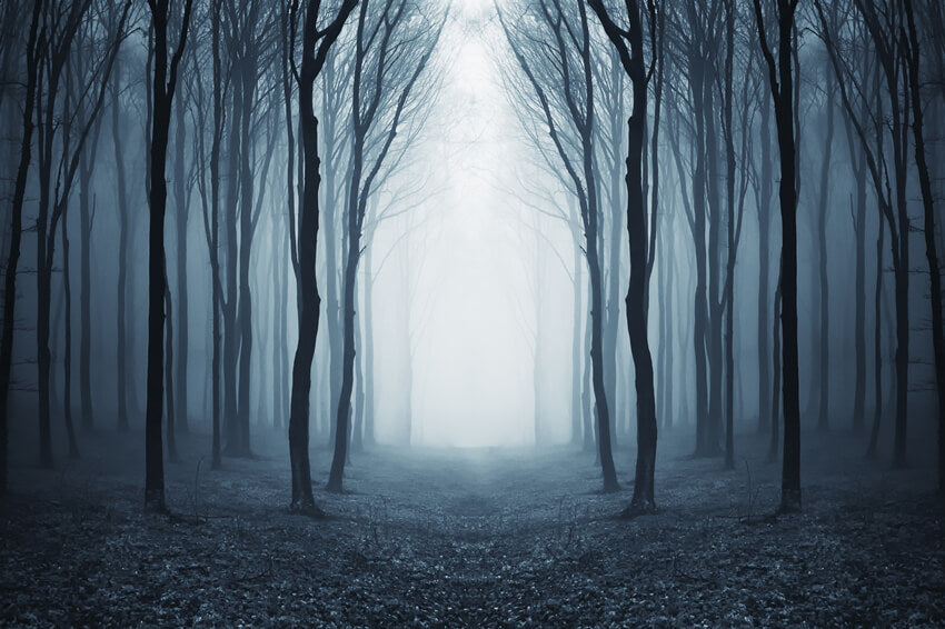 Toile de Fond Forêt Brumeuse Mystérieuse Halloween M9-56