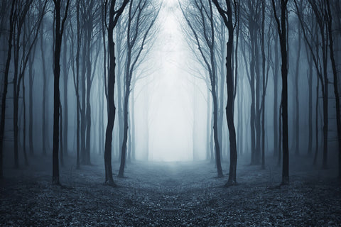 Toile de Fond Forêt Brumeuse Mystérieuse Halloween M9-56