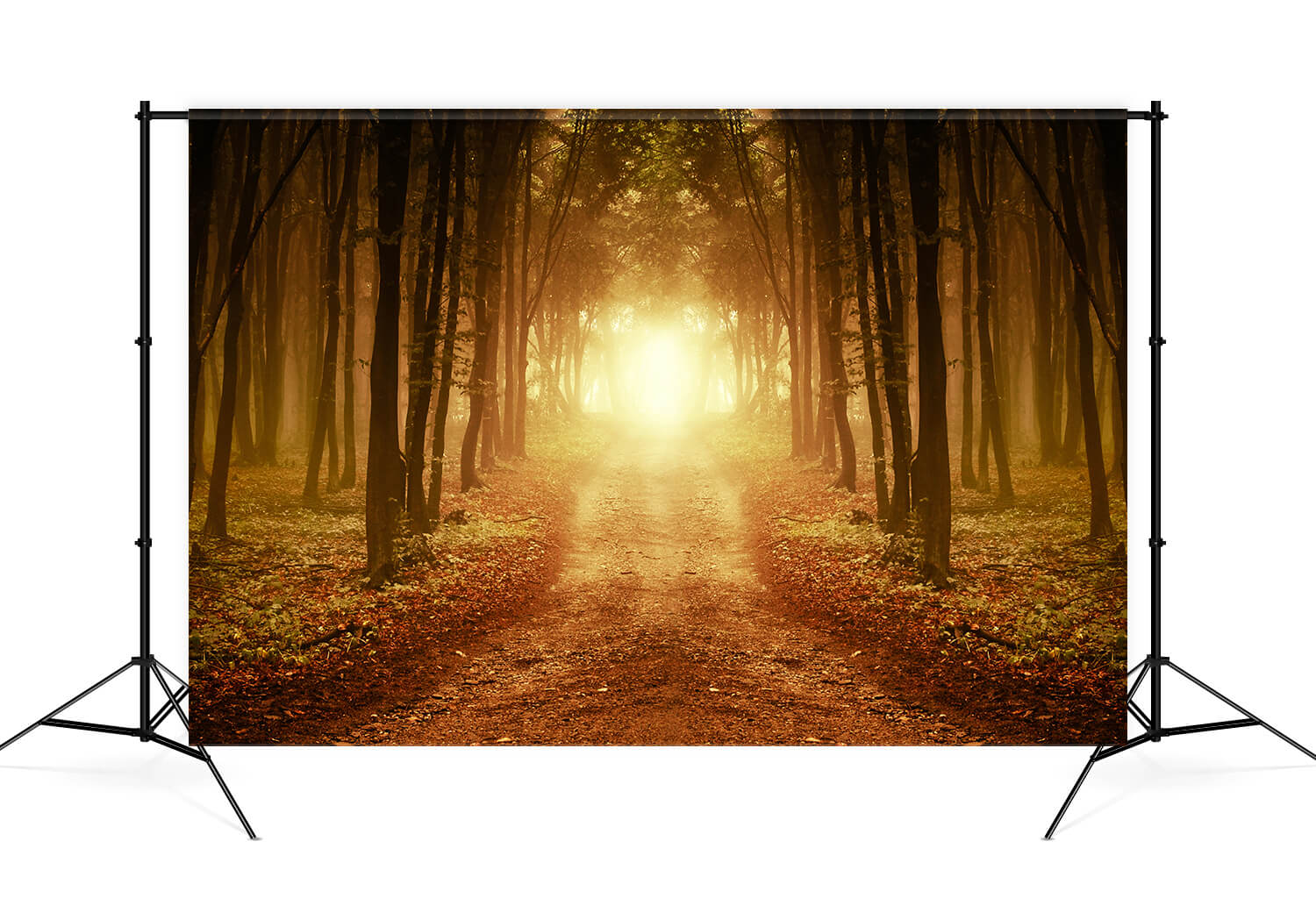 Toile de Fond Feuilles Tombées Forêt Automne M9-58