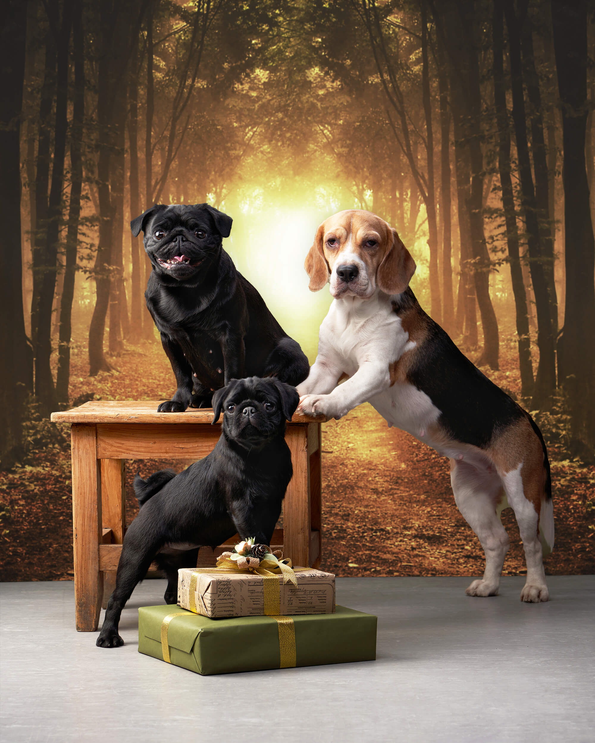 Toile de Fond Feuilles Tombées Forêt Automne M9-58