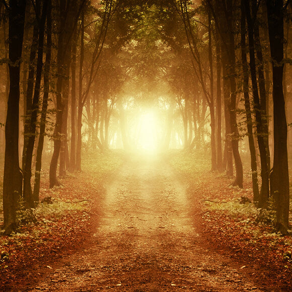 Toile de Fond Feuilles Tombées Forêt Automne M9-58