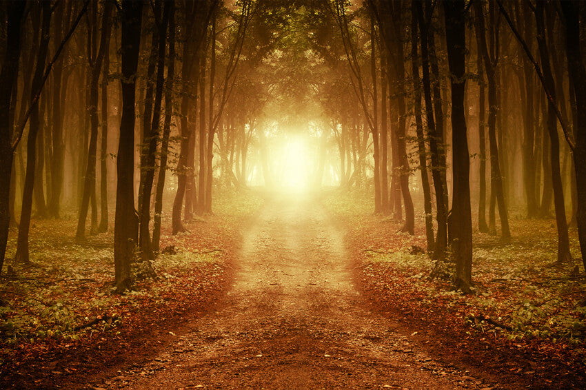 Toile de Fond Feuilles Tombées Forêt Automne M9-58