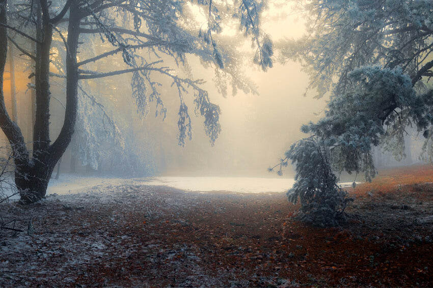 Toile de Fond Forêt Enneigée Hiver Nature Paysage M9-59