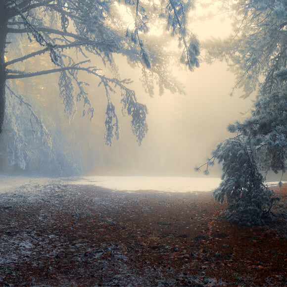 Toile de Fond Forêt Enneigée Hiver Nature Paysage M9-59