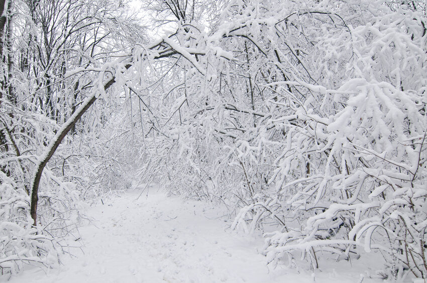 Scène de Neige de Forêt d'Hiver décors de Noël MA-5