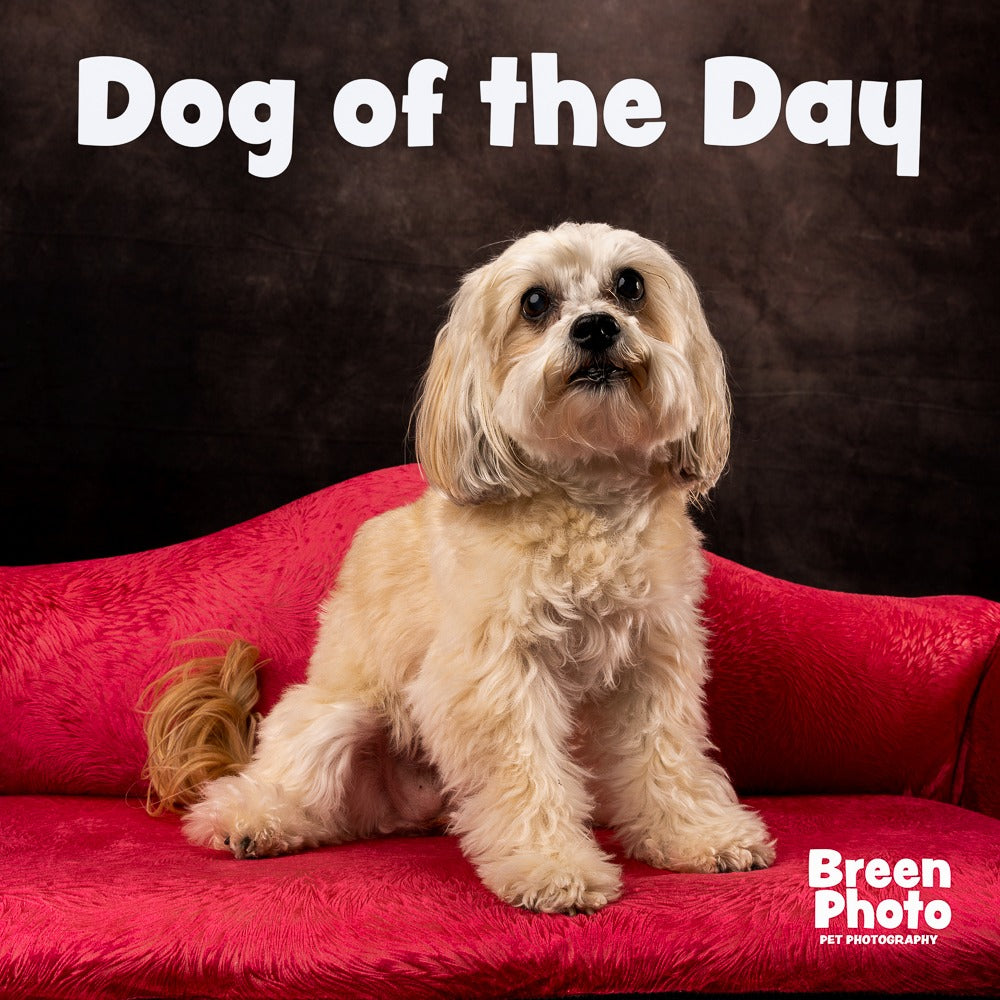 Toile de fond pour Photomaton Balayé Abstrait Marron SH223