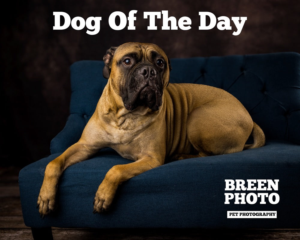 Toile de fond pour Photomaton Balayé Abstrait Marron SH223