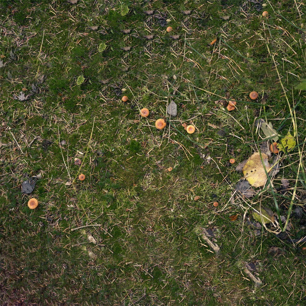 Toile de Fond Sol Champignon avec Feuilles Tombées sur Prairie RR8-584