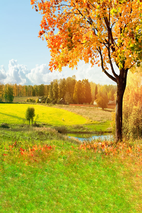Automne Feuilles Jaunes Pelouse Petit Ruisseau Photographie Toile de Fond S-260