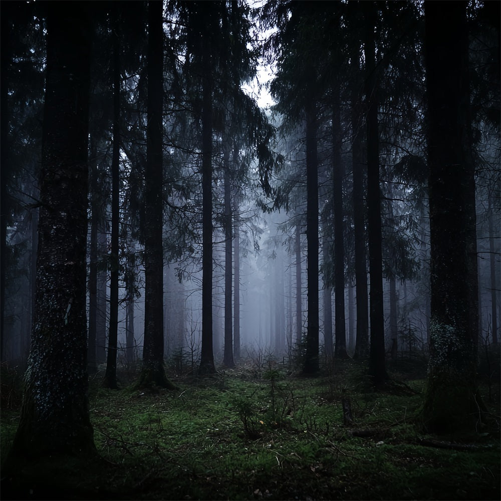 Toile de fond Forêt Sombre Brumeuse Pins Obscurs Forêt Noire TWW59-132