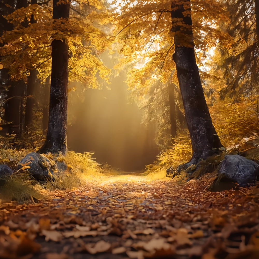 Toile de fond Forêt Automnale Dorée Sentier Ensoleillé TWW59-138