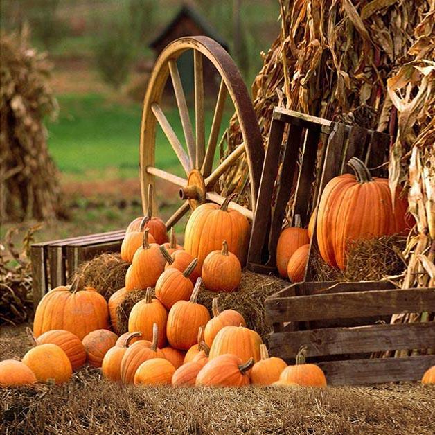 Toile de fond de citrouille de ferme d'automne pour la photographie de fête OG-027