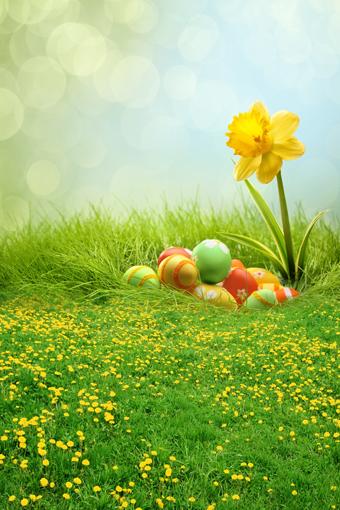 Easter Decorations Backdorps Eggs Green Grass GE-058