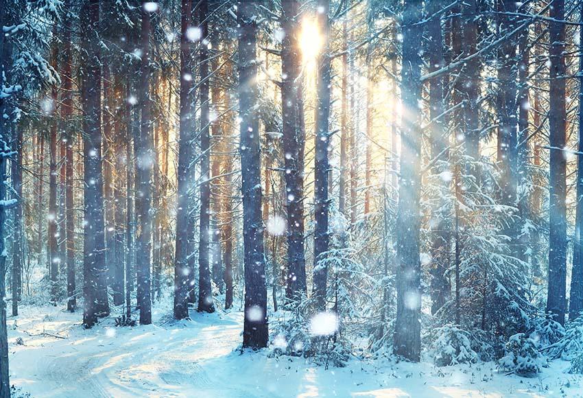 Belles Toiles De Fond De Noël De Scène De Neige De Forêt Gx-1069