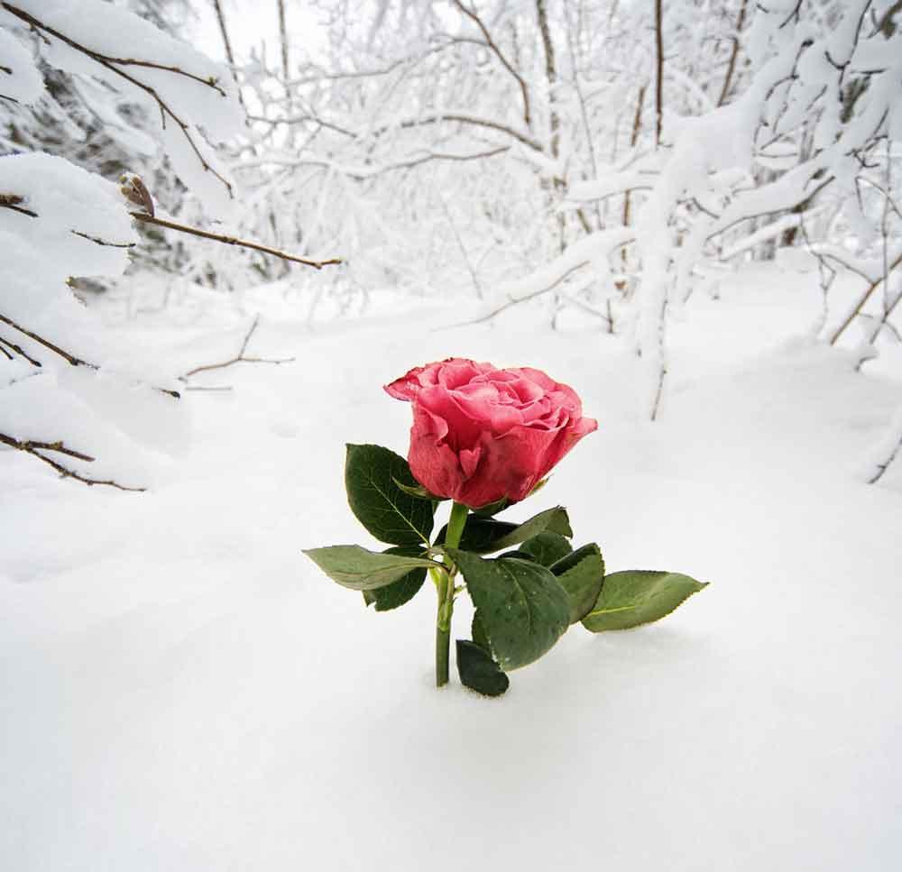 Season Backdrops Winter Flower Backdrops Snow Background YY00276-E