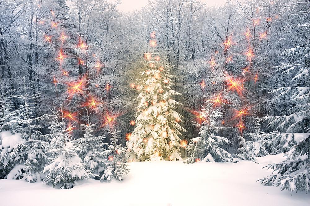 Winter Snow Scenery Forest Photography Backdrop DBD-H19153