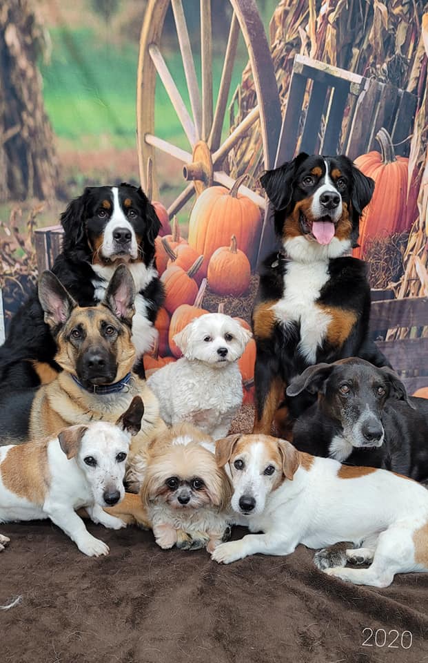 Toile de fond de citrouille de ferme d'automne pour la photographie de fête OG-027