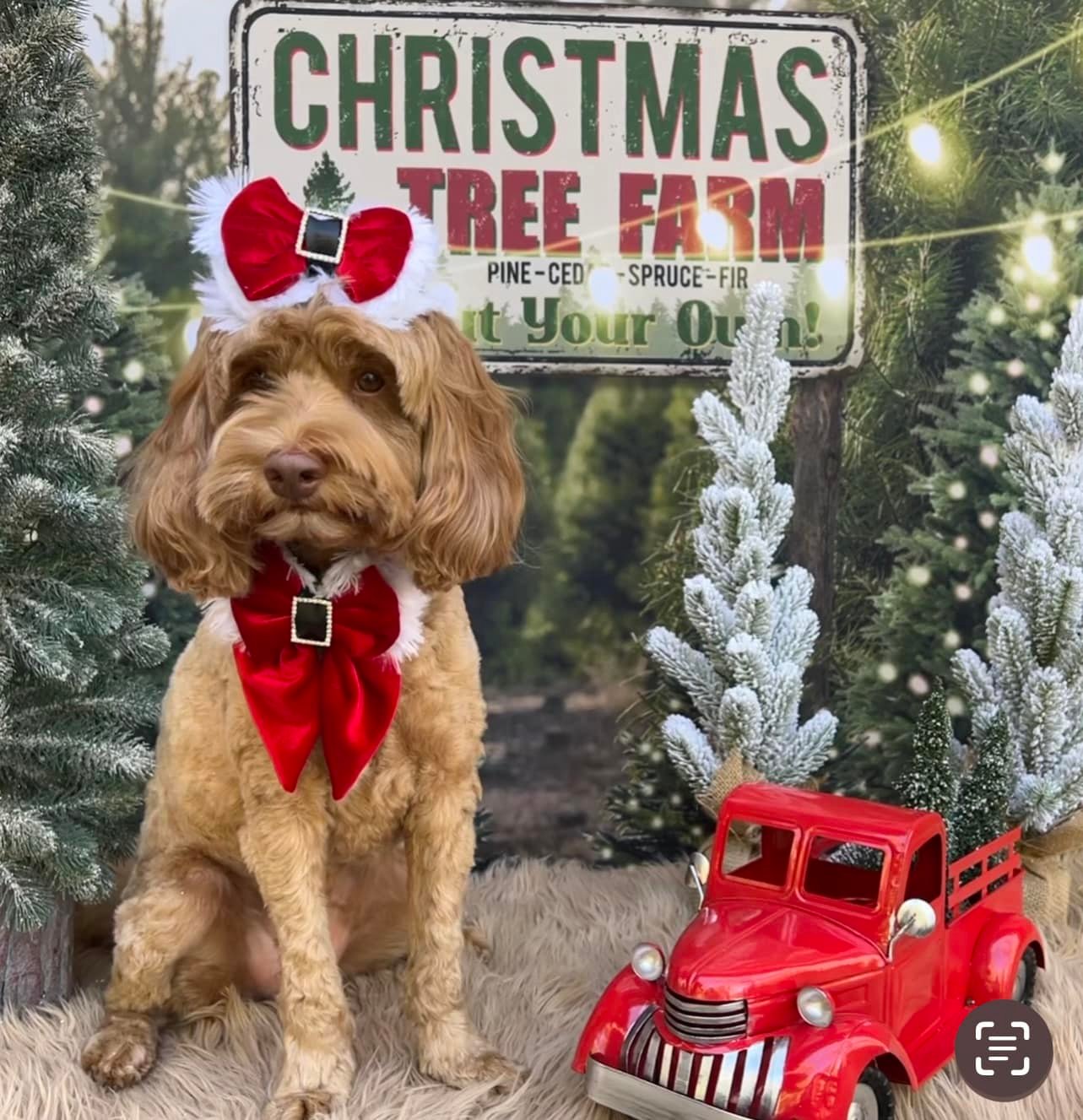 Toile de fond de lumières de chaîne de ferme d'arbre de Noël pour la photographie D830