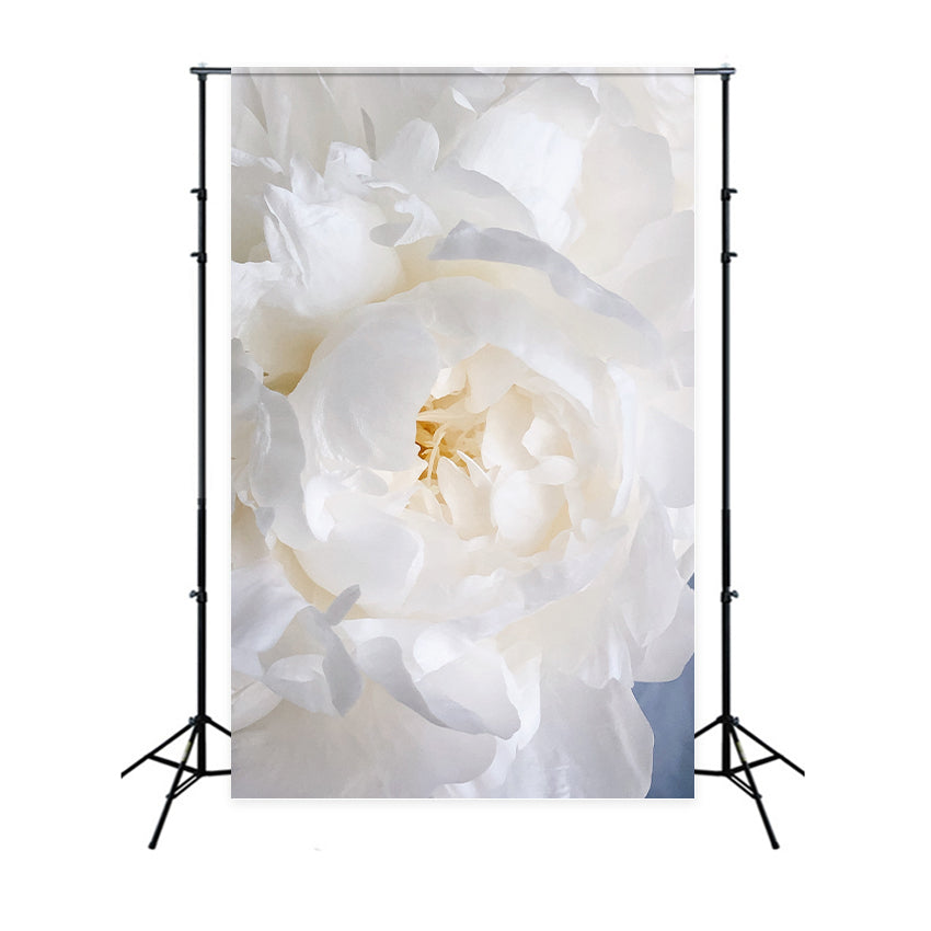 Toile de fond Floral Pivoine Blanche Fleurie BRP1-385