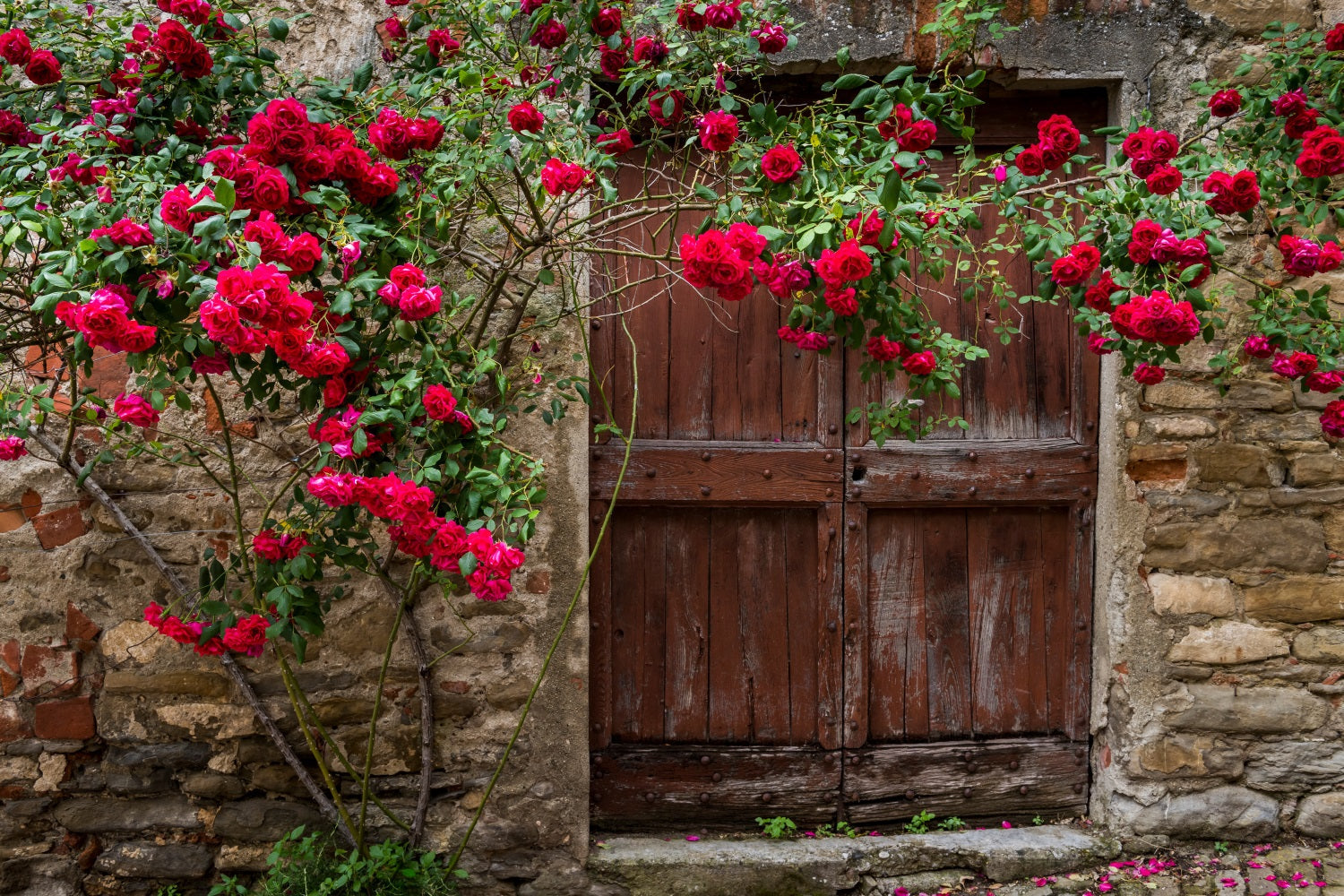 Toile de fond Fleur Porte Rouge Vieillie Roses BRP1-518