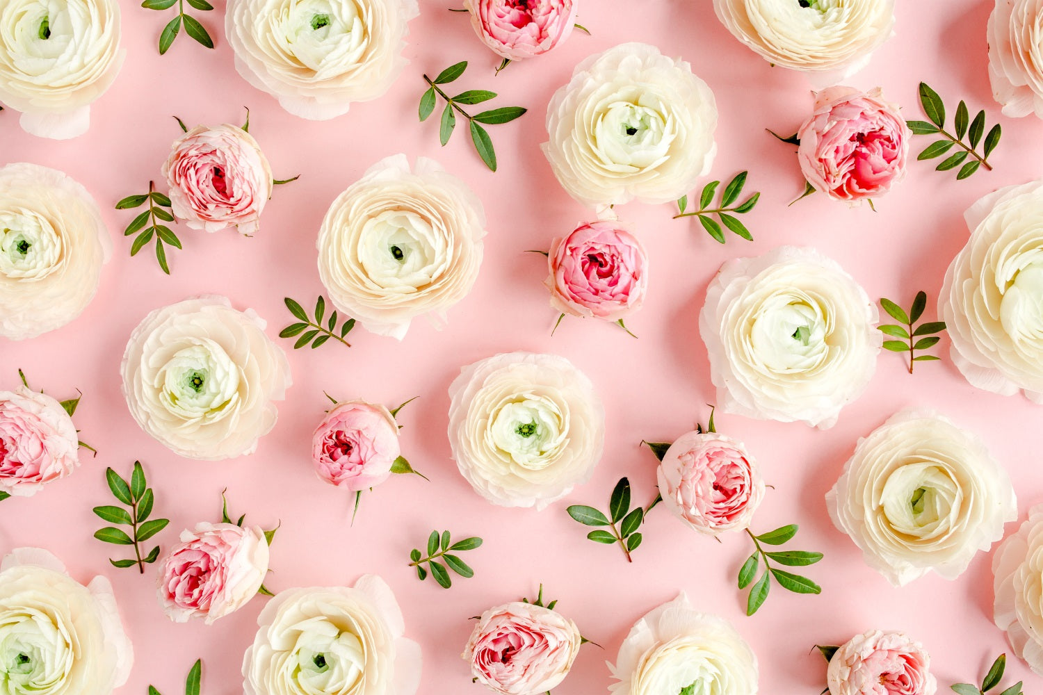Toile de fond Fleur Roses Roses et Blanches BRP1-521