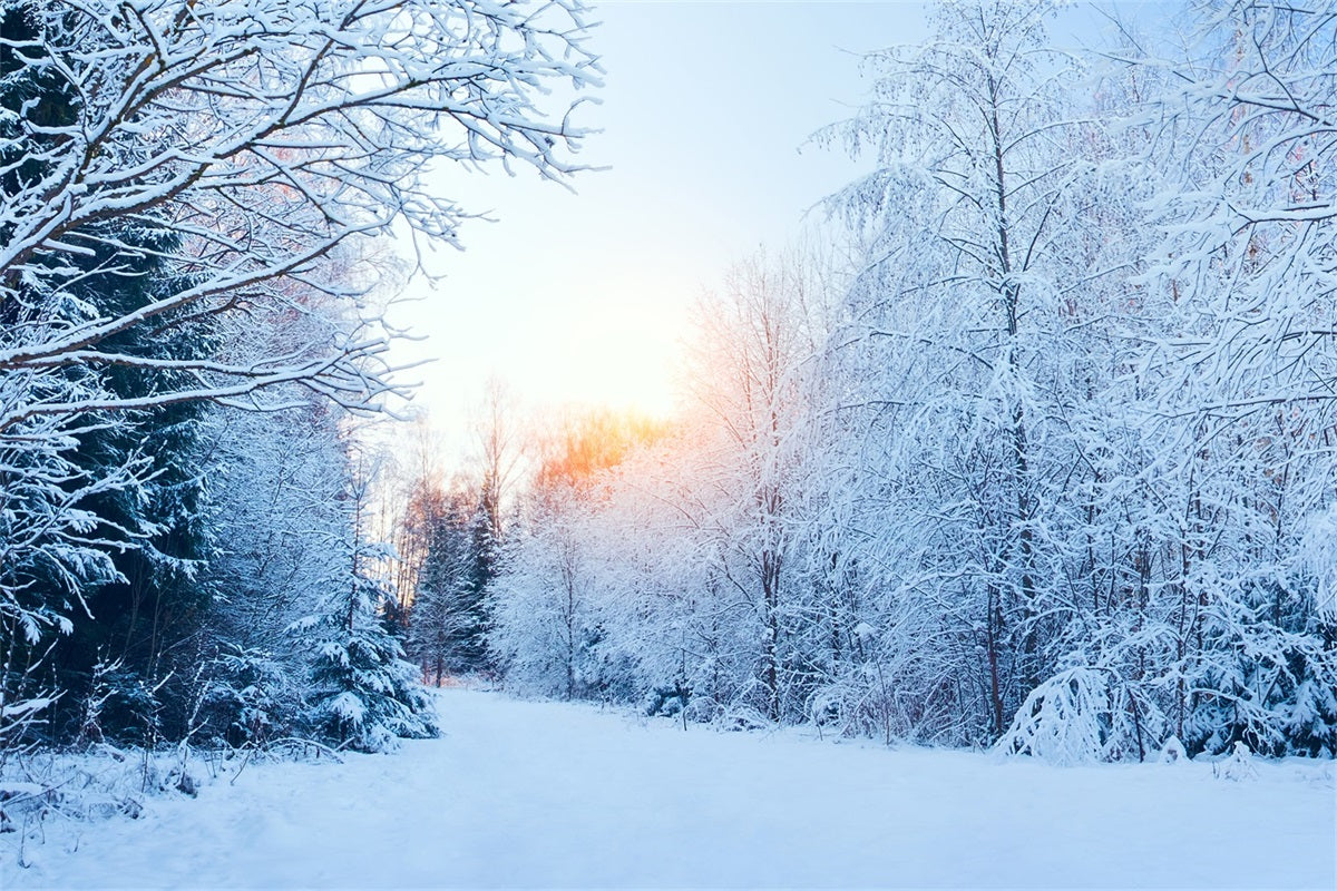 Toile de fond Hiver Paysage Forêt Enneigé Soleil BRP11-1