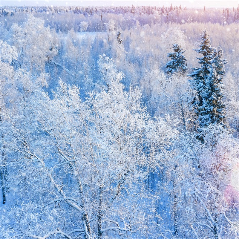 Toile de fond Hiver Photographie Forêt Neige Scintillante BRP11-12