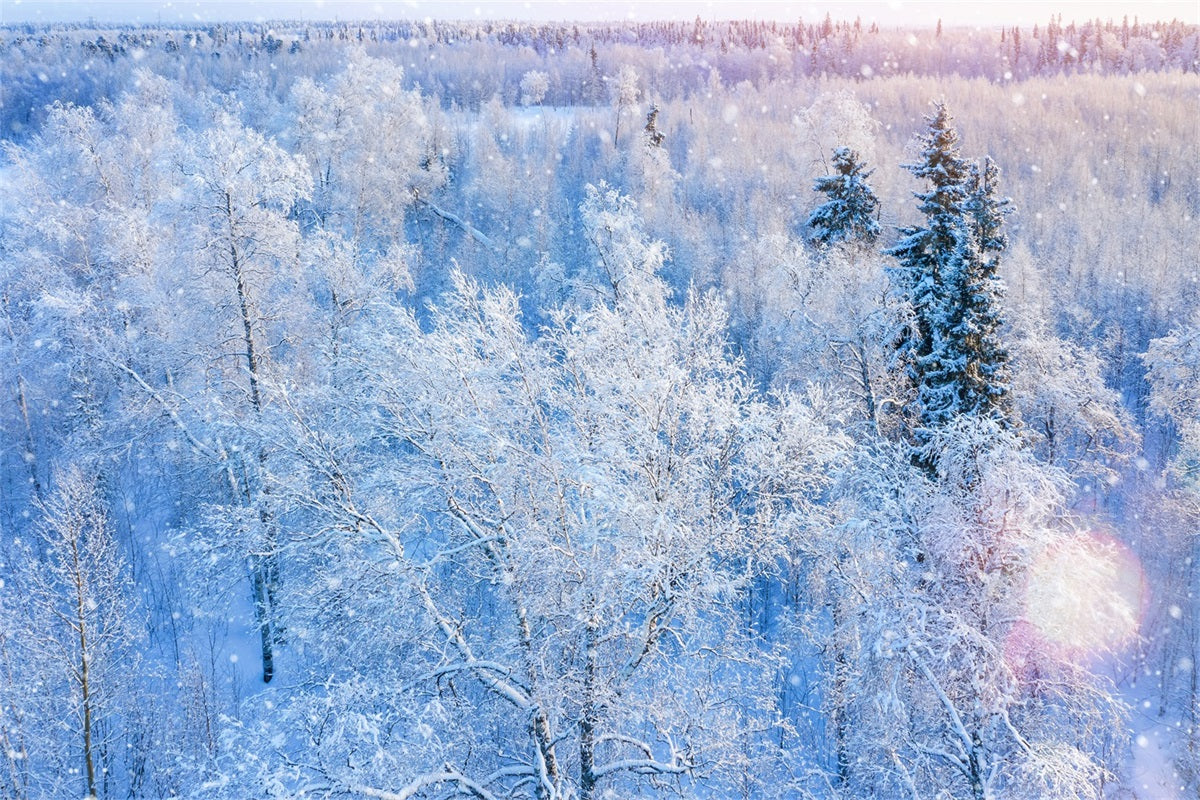 Toile de fond Hiver Photographie Forêt Neige Scintillante BRP11-12