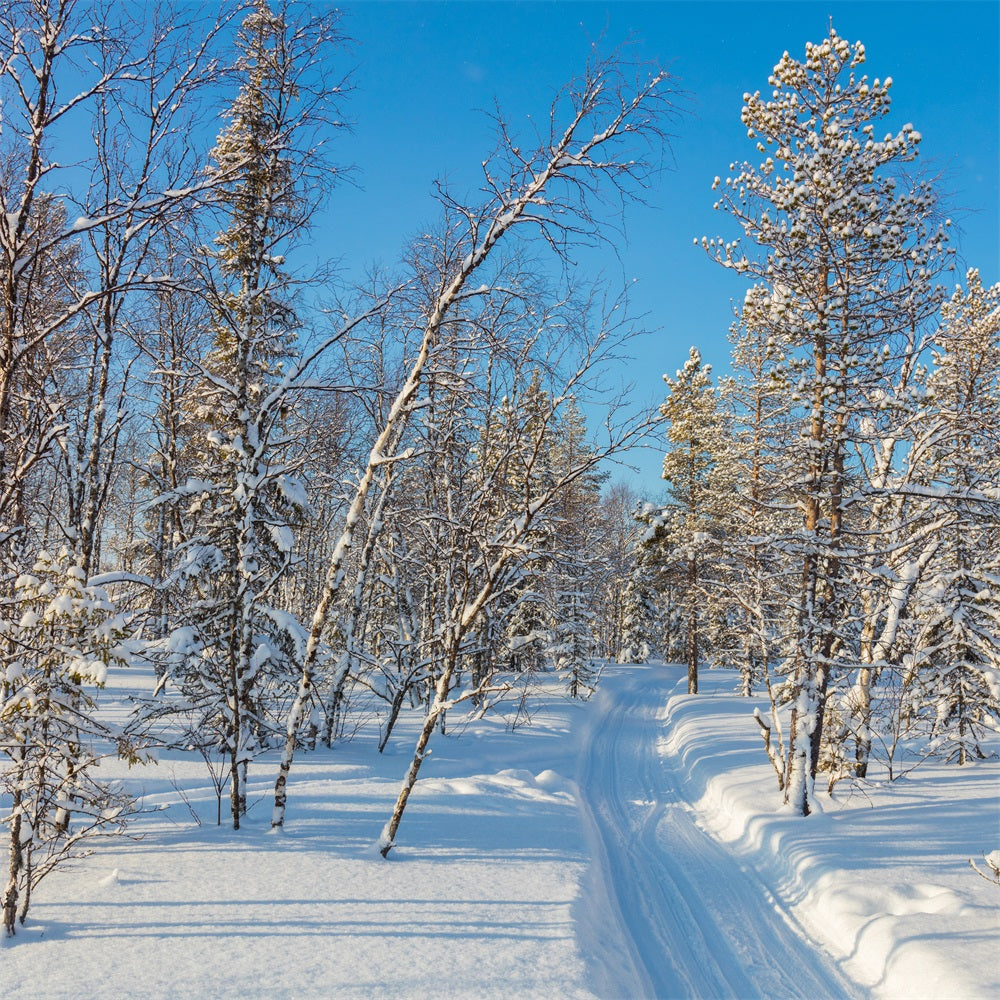 Toile de fond Hiver Photographie Forêt Enneigée Ciel Clair BRP11-2