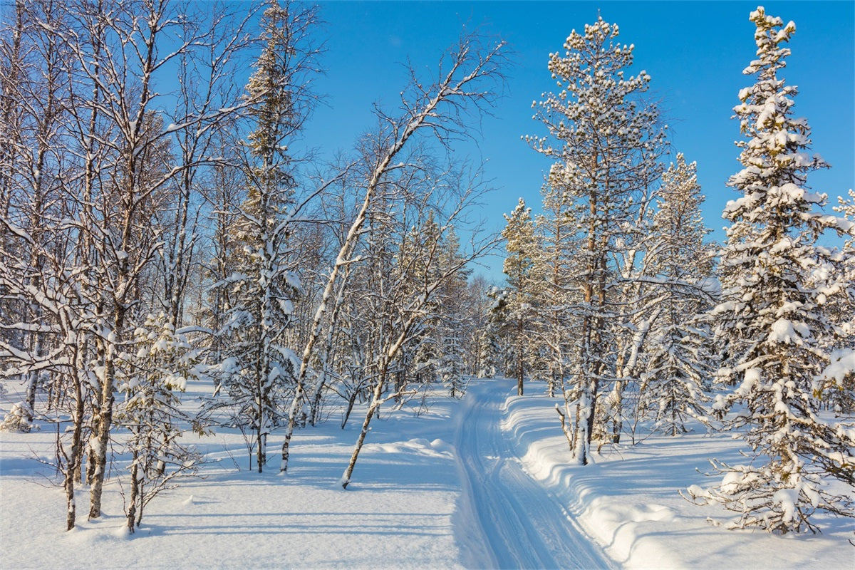 Toile de fond Hiver Photographie Forêt Enneigée Ciel Clair BRP11-2