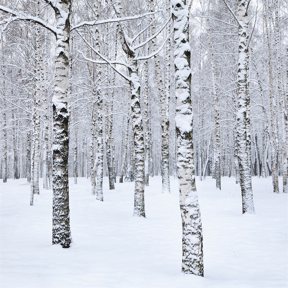 Toile de fond Hiver Paysage Bouleaux Enneigés BRP11-26