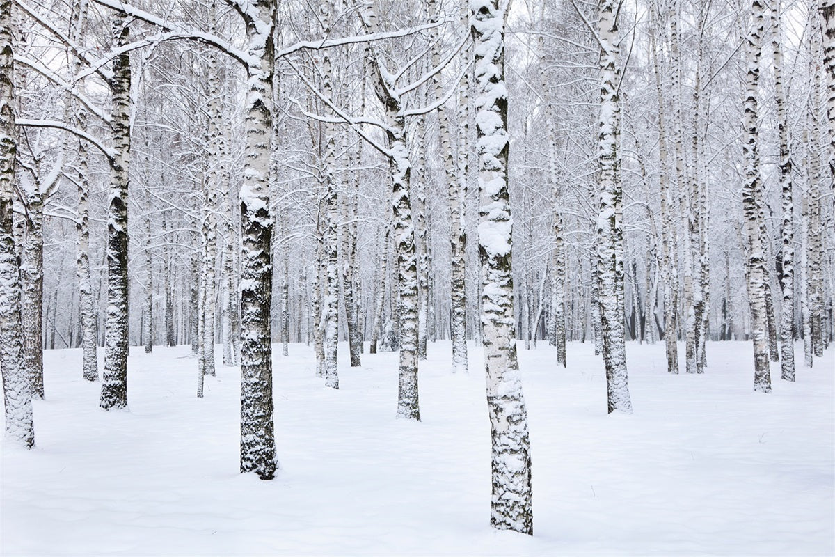 Toile de fond Hiver Paysage Bouleaux Enneigés BRP11-26