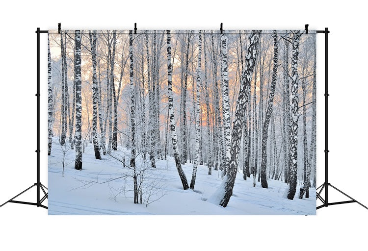 Toile de fond Hiver Crépuscule Forêt Bouleaux BRP11-27